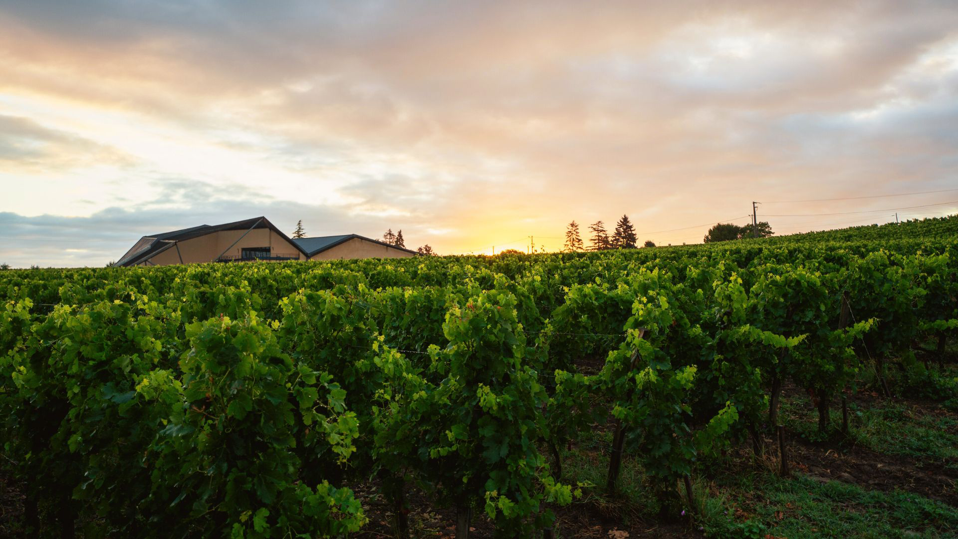 Le Vignoble