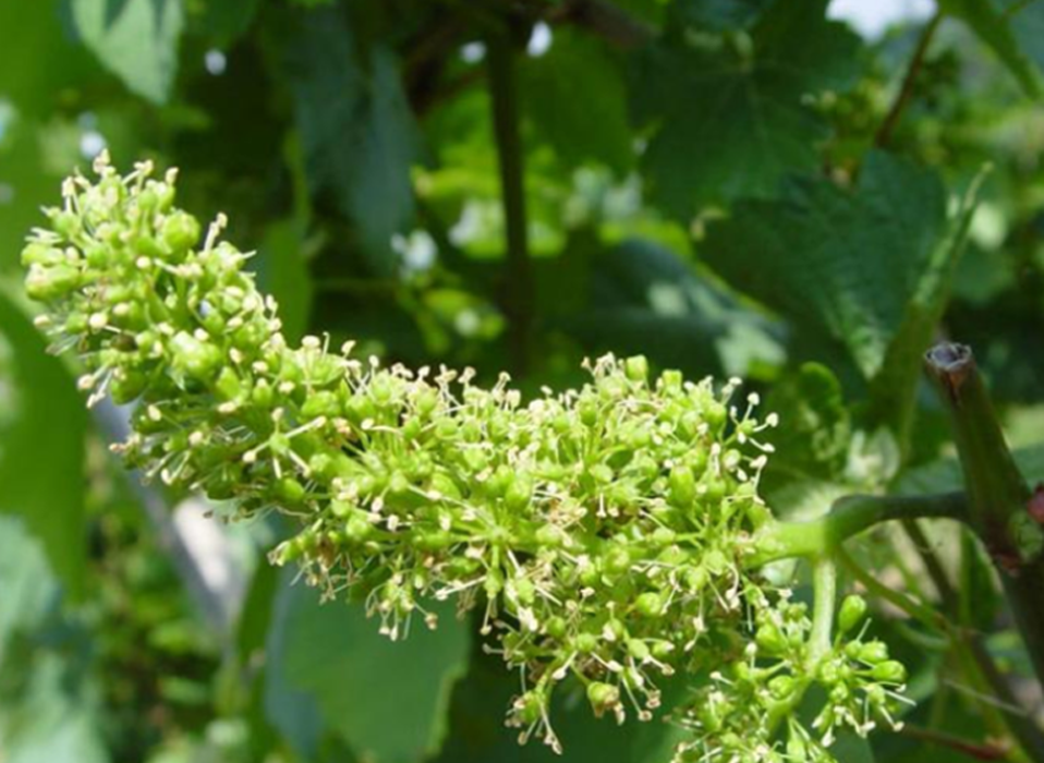 La floraison