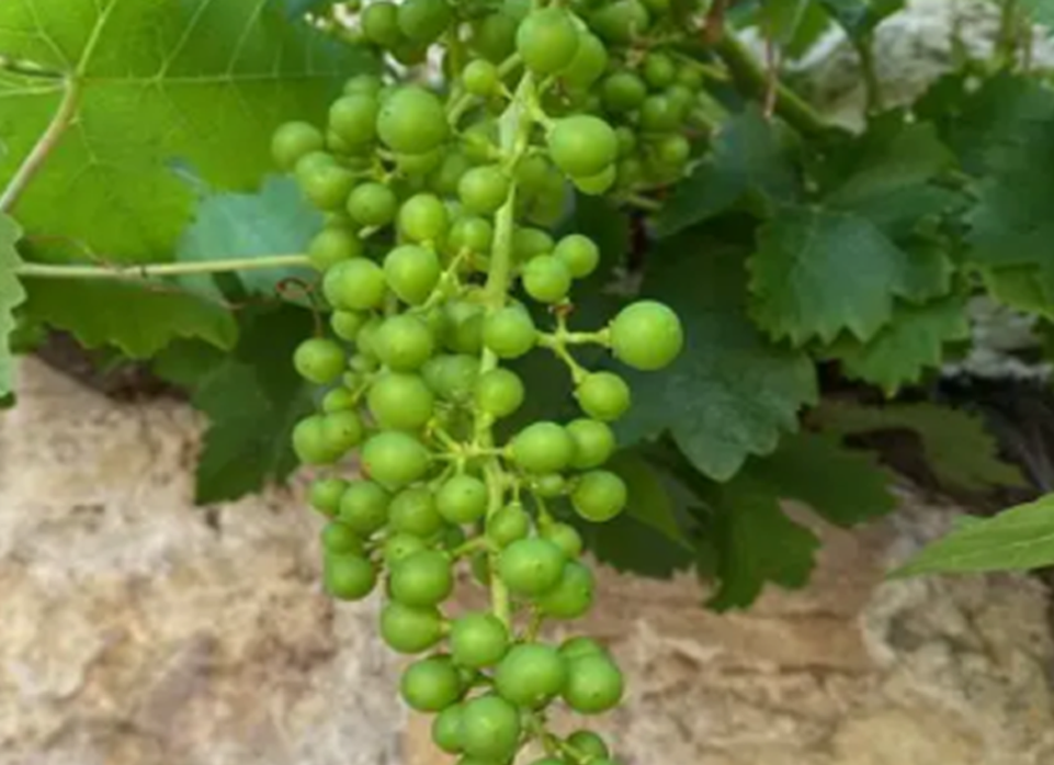 La nouaison