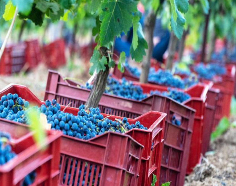 Les vendanges